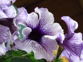 White and blue petunia flowers. Petunia Ãâ atkinsiana, Petunia `Surfinia`, grandiflora Petunia floral background.